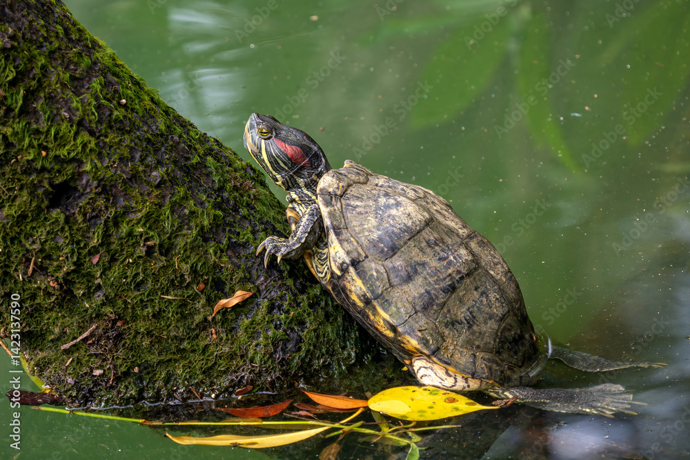 Fototapeta premium Red-eared Slider - Trachemys scripta elegans, beautiful colored invasive turtle from fresh waters, Singapore. Popular pet.
