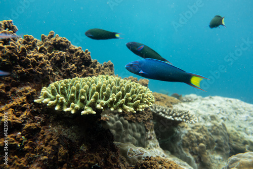 Fototapeta Naklejka Na Ścianę i Meble -  Coral Reef with Tropical Fish