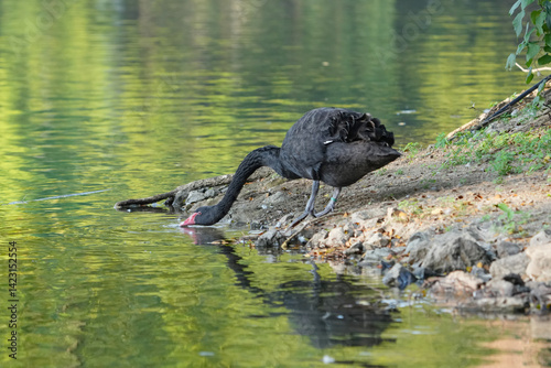 Black Swan (Cygnus atratus) in the pond