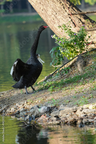 Black Swan (Cygnus atratus) in the pond