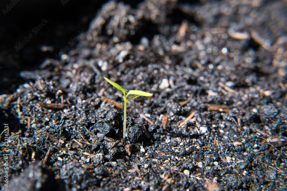 Young plant growth from the substrate