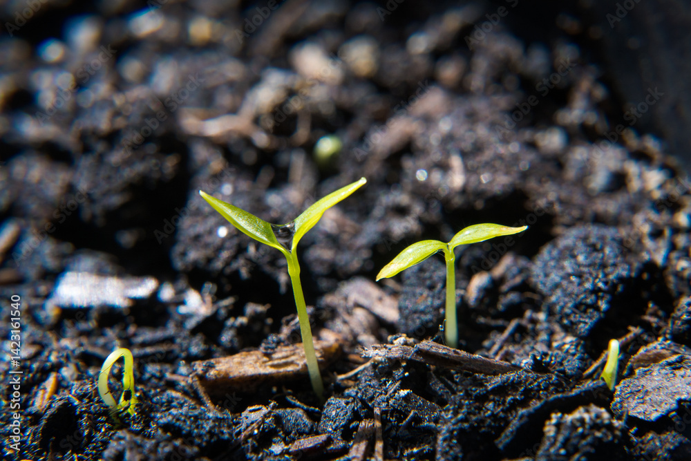 Young plant growth from the substrate