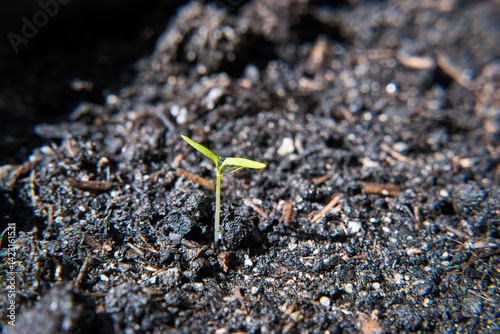 Obraz na płótnie Young plant growth from the substrate w salonie