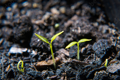 Obraz na płótnie Young plant growth from the substrate w salonie