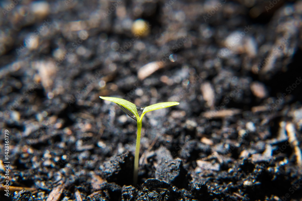 Young plant growth from the substrate