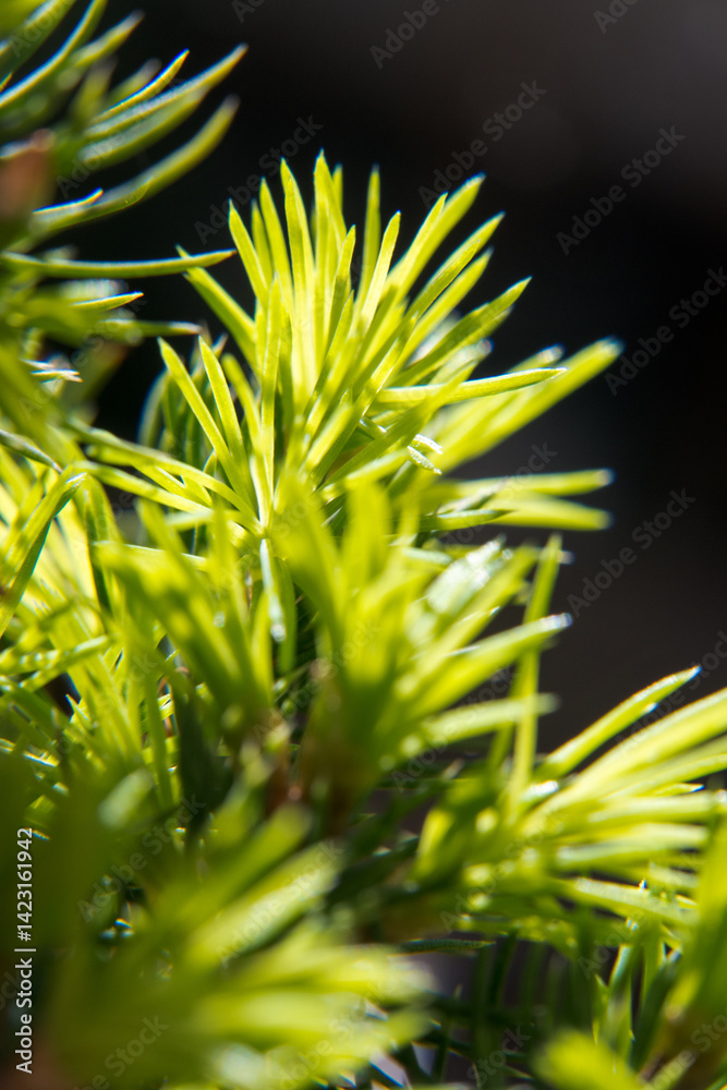 Young needles of a plant in spring, vegetation