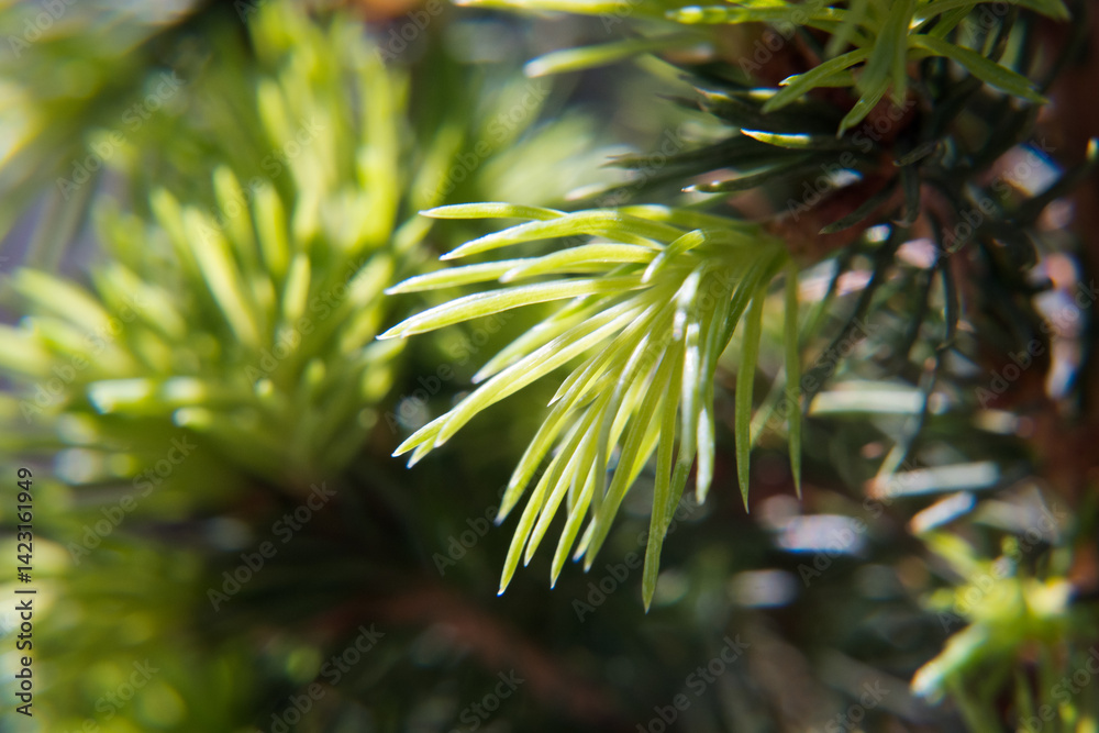 Young needles of a plant in spring, vegetation