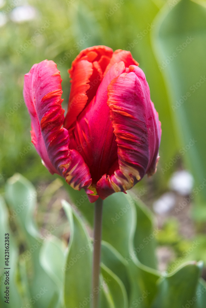 Red tulip flower, the beauty of gardening.