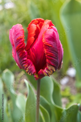 Obraz na płótnie Red tulip flower, the beauty of gardening. w salonie