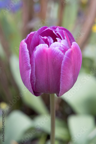 Obraz na płótnie Tulip flowers, the beauty of gardening.
w salonie