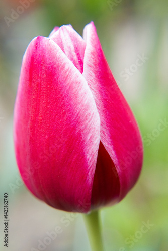 Red tulip flower, the beauty of gardening.