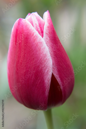 Obraz na płótnie Tulip flowers, the beauty of gardening.
w salonie