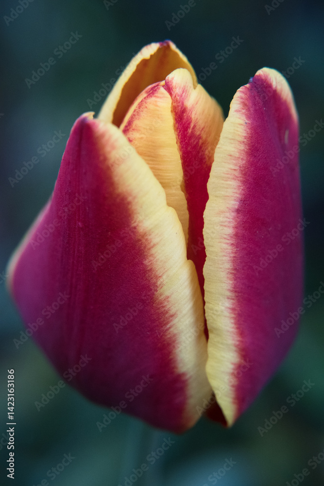 Tulip flowers, the beauty of gardening.