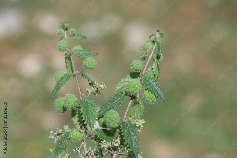 Naklejka premium seeds and flowers of Urtica pilulifera (Roman nettle)