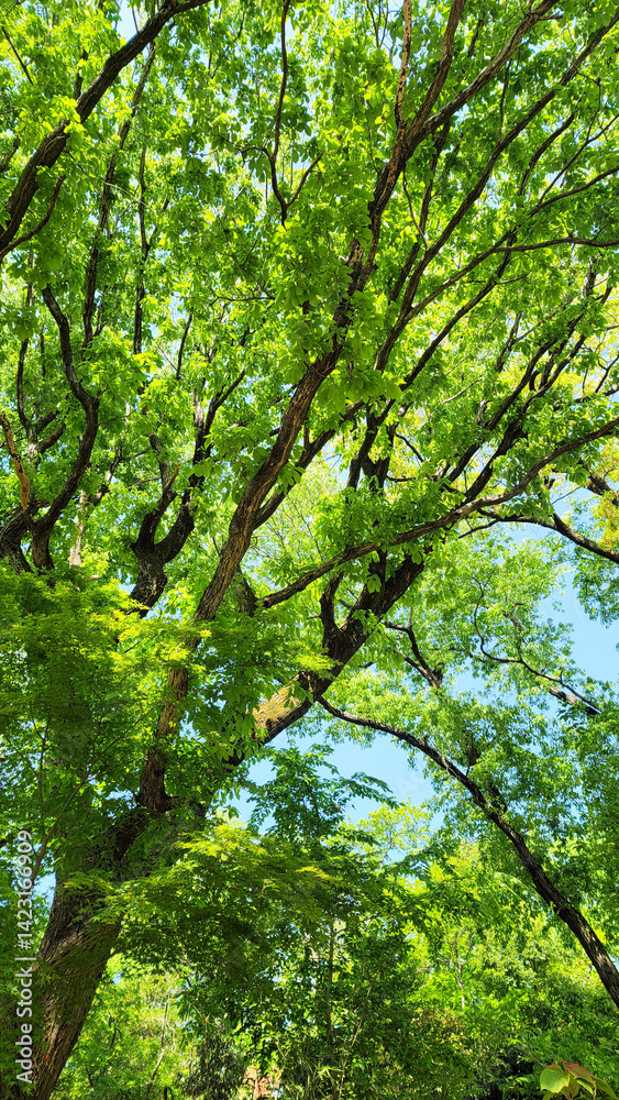 Fototapeta premium 日本の春・新緑/Spring in Japan - Fresh greenery/일본의 봄·신록