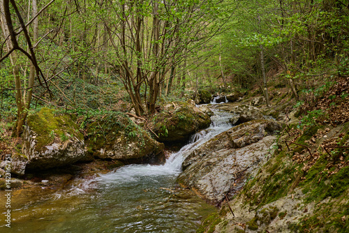 Mountain stream flowing through forest