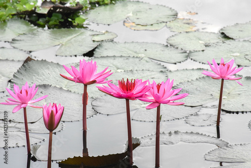 Landscape Red Lotus sea in the morning the bright day, 