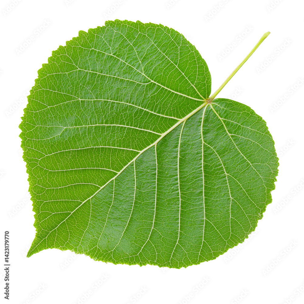 Obraz premium vibrant green leaf with heart shape and intricate vein patterns, symbolizing nature and growth