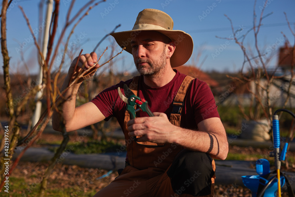 Male gardener with pruning shears working in a blueberries organic farm.