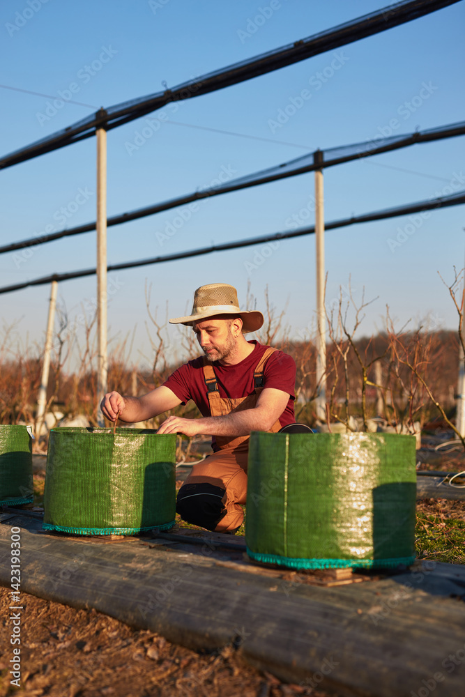 Male gardener with hat working in a blueberries organic farm.