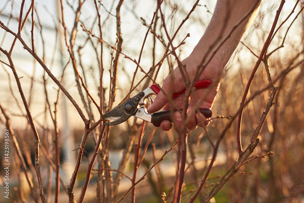 Male gardener with prunign shears working in a blueberries organic farm.