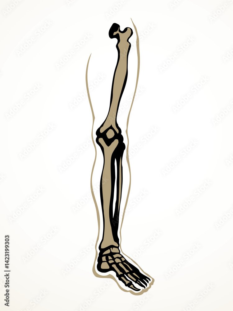 Vector drawing. Bones of the leg Vector drawing. Bones of the leg