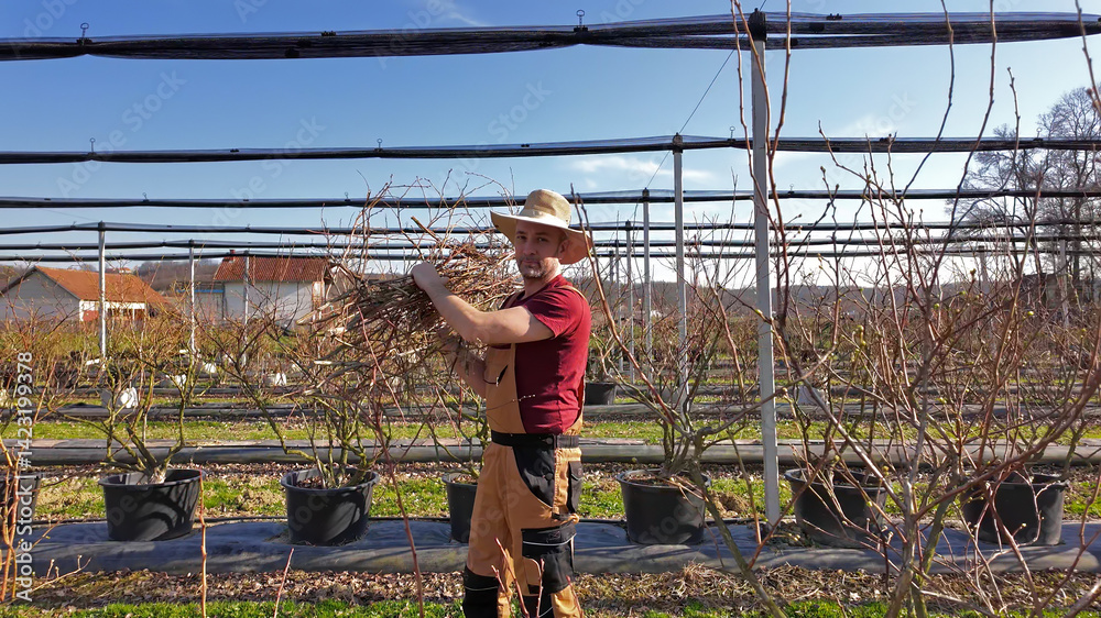 Male gardener working in a blueberries organic farm.