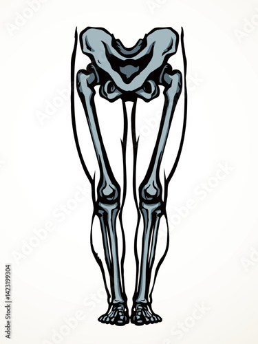 Vector drawing. Bones of the leg