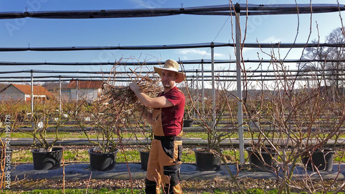 Male gardener working in a blueberries organic farm.