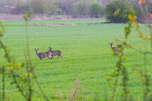 Obraz na płótnie Zwei Rehböcke und eine Ricke in einem Kornfeld w salonie