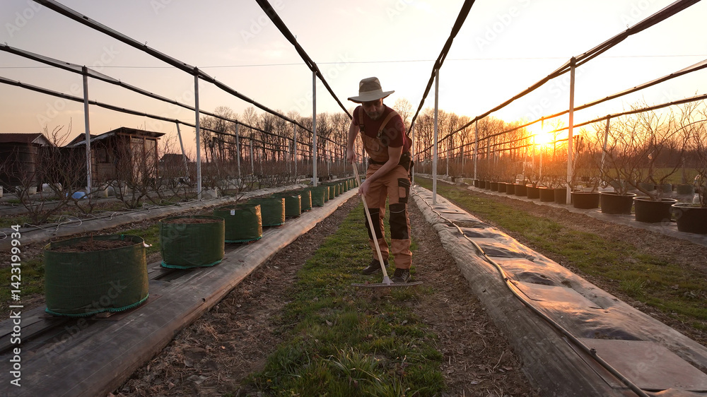 Male gardener working in a blueberries organic farm.