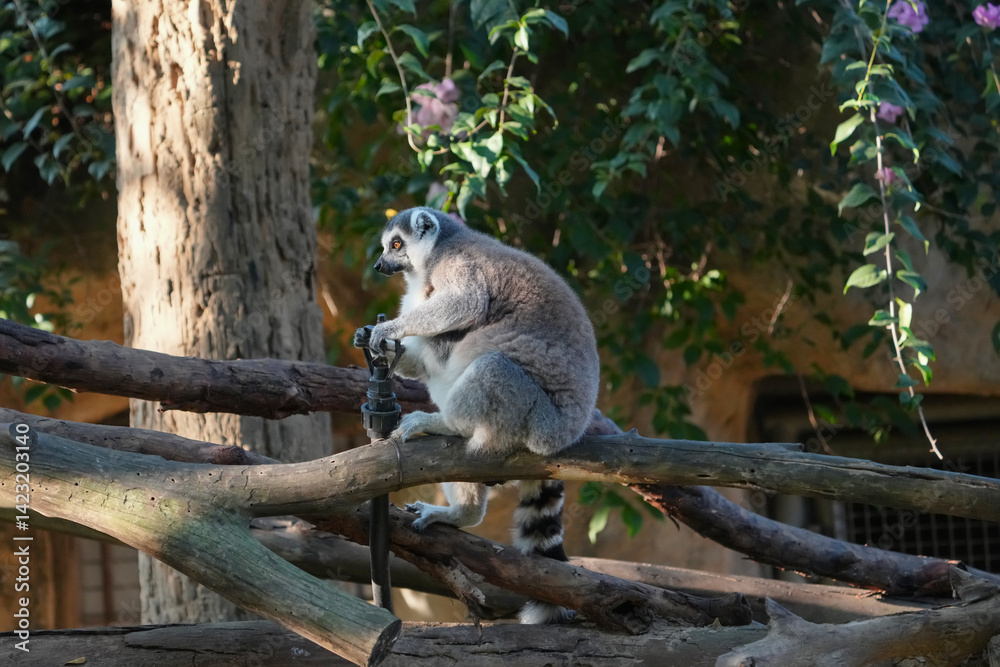 Naklejka premium ring tailed lemur catta wild primate