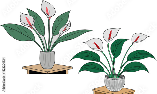 Elegant Peace Lily Duo Artistic Botanical Illustration