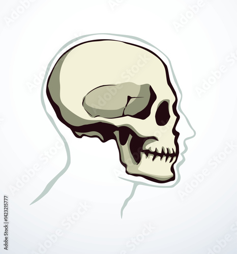 Vector drawing. Skull and neck bones