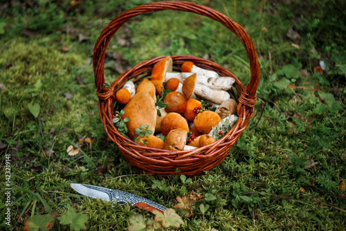 A whole basket of aspen mushrooms. Baskets with autumn forest mushrooms.