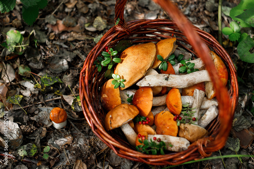 A whole basket of aspen mushrooms. Baskets with autumn forest mushrooms.