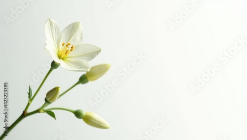 Single, delicate sapling, stark white backdrop , nature, backdrop