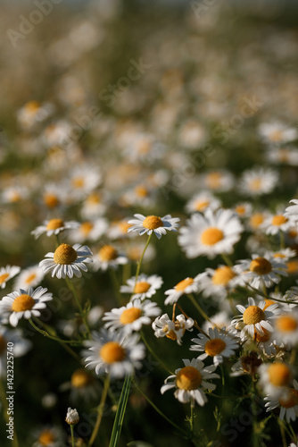 Beautiful daisies on green field, top view, selective focus