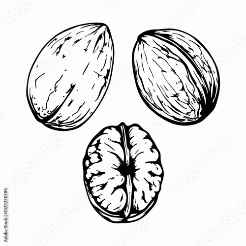 Three hand-drawn nuts showcasing unique textures against a white background, representing healthy snacks and nature's bounty.