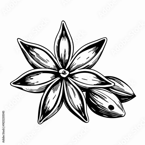 Black and White Illustration of Star Anise Flower and Seed Pods Representing Culinary Uses and Aromatic Properties