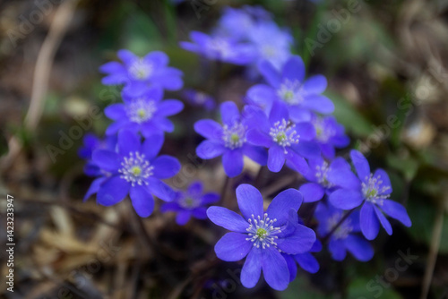 First spring flowers. Anemone hepatica (Hepatica nobilis), common hepatica, species of flowering plant in buttercup family Ranunculaceae