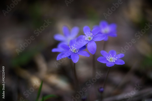 First spring flowers. Anemone hepatica (Hepatica nobilis), common hepatica, species of flowering plant in buttercup family Ranunculaceae