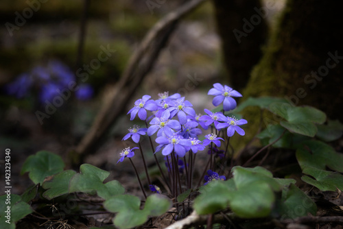 First spring flowers. Anemone hepatica (Hepatica nobilis), common hepatica, species of flowering plant in buttercup family Ranunculaceae