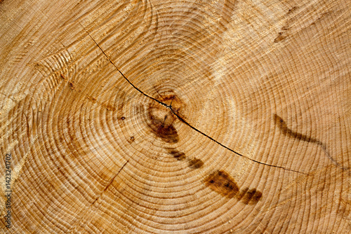 Tree rings tell a story of growth, time, and life etched in wood