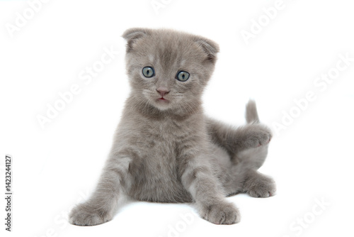 Cute little scottish fold kitten stands funny on his front paws and looks front isolated on white
