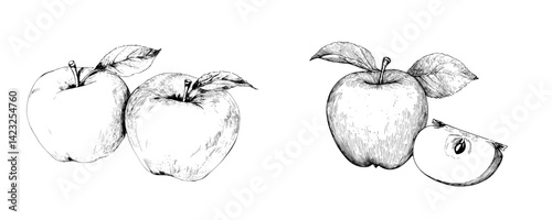 Vector illustration of apples showcasing different perspectives and a cut fruit with detailed line work