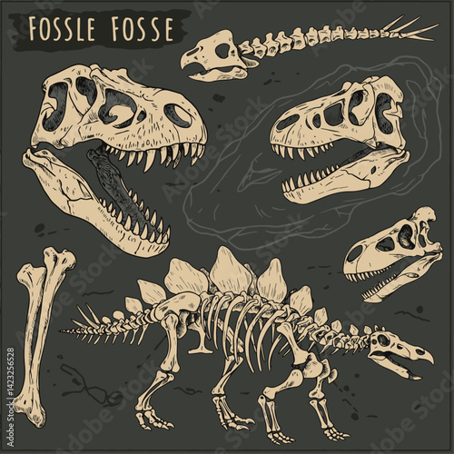 Dinosaurs fossils and bones hand drawn vector illustration