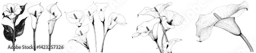 Beautiful hand-drawn calla lily illustration showcasing multiple angles and intricate details for artistic inspiration