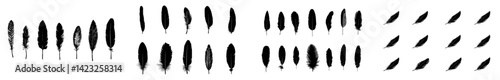 A black, fluffy feather is depicted in a hand-drawn, vintage art style, showcasing realistic quill feathers for a pen, with detailed and isolated modern elegant silhouette sketches of a bird plume