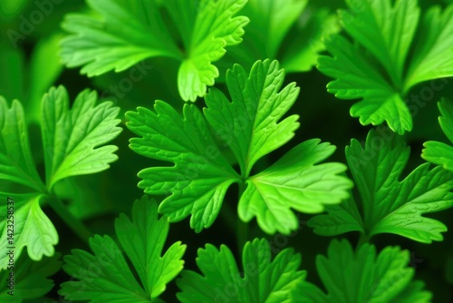 Close-up view of parsley leaves arranged in a repeating motif , garden, parsley